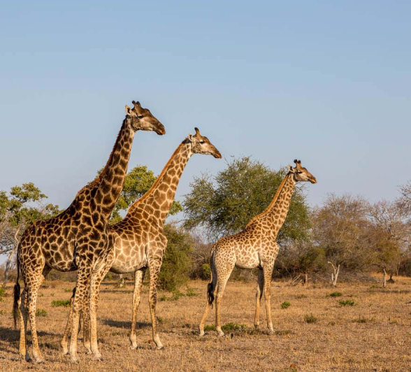 20Pravir Patel Giraffe01