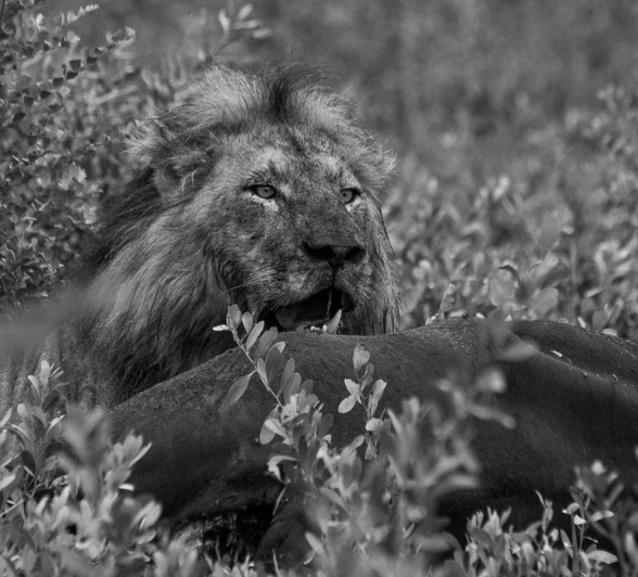 27Franscois Rosslee Lions 1