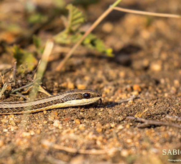 06Kyle Sand Snake Final