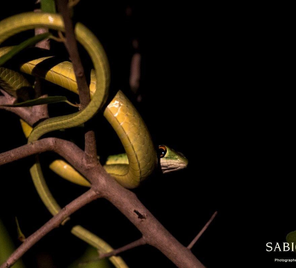 09Kyle Boomslang Night Final