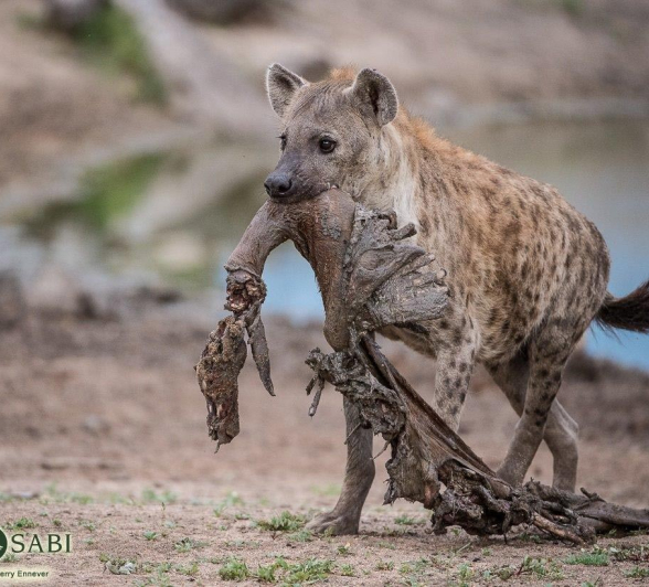 11Terry Ennever Hyena Final 11Terry Ennever Hyena Final