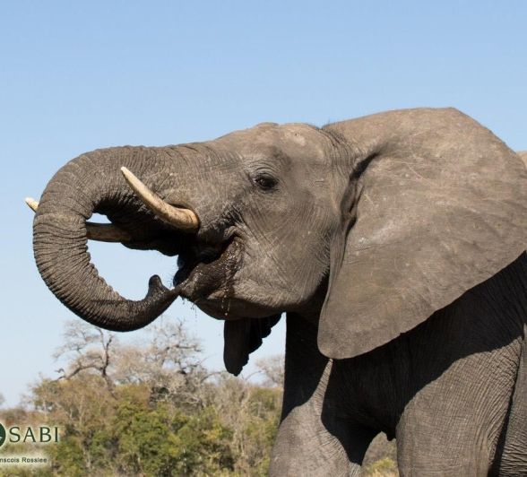 14Franscois Rosslee Elephants1 1 Of 1 Final 14Franscois Rosslee Elephants1 1 Of 1 Final