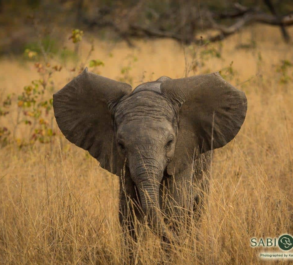 19Kevan Dobbie Elephant Calf 050818 Final 19Kevan Dobbie Elephant Calf 050818 Final