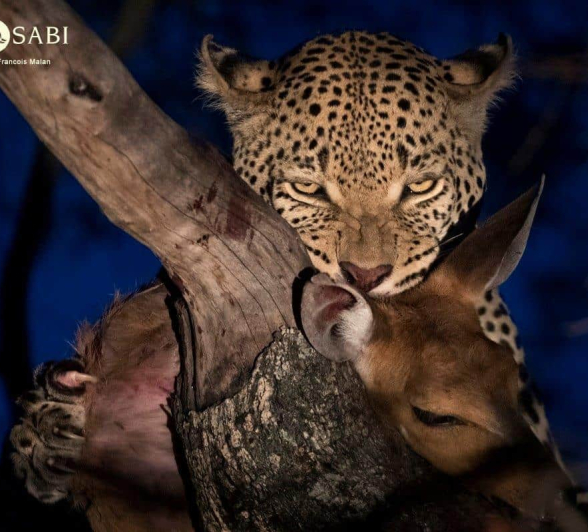 16Francois Malan WD Kill 20181021 3 Of 3 Final