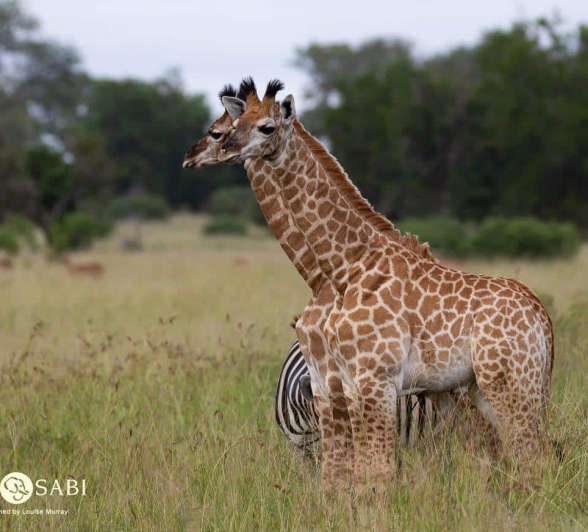 07Louise Murray Giraffe 29032019 6 Final 07Louise Murray Giraffe 29032019 6 Final