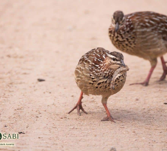 27Frederik Aucamp Crested Francolin 13 05 2019 Final 27Frederik Aucamp Crested Francolin 13 05 2019 Final