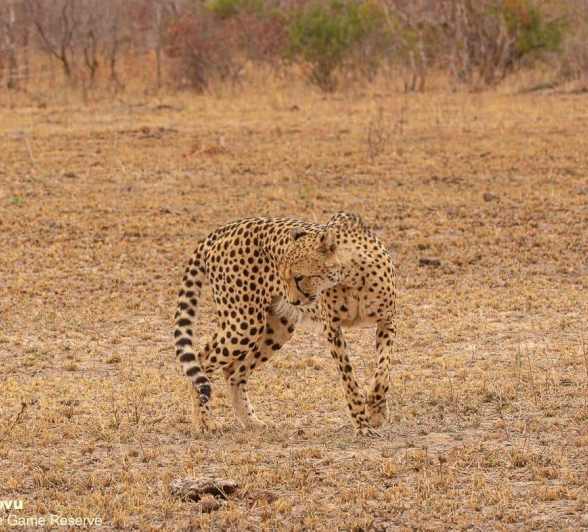 44andries Cheetah 280920 3 Final 44andries Cheetah 280920 3 Final