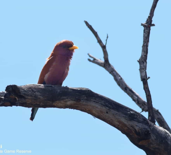 07Marco Vietti Broad Billed Roller 291120 Final 07Marco Vietti Broad Billed Roller 291120 Final