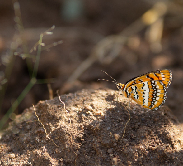 A06Amy Leigh Butterfly Spotted Joker 2 310321 Final A06Amy Leigh Butterfly Spotted Joker 2 310321 Final