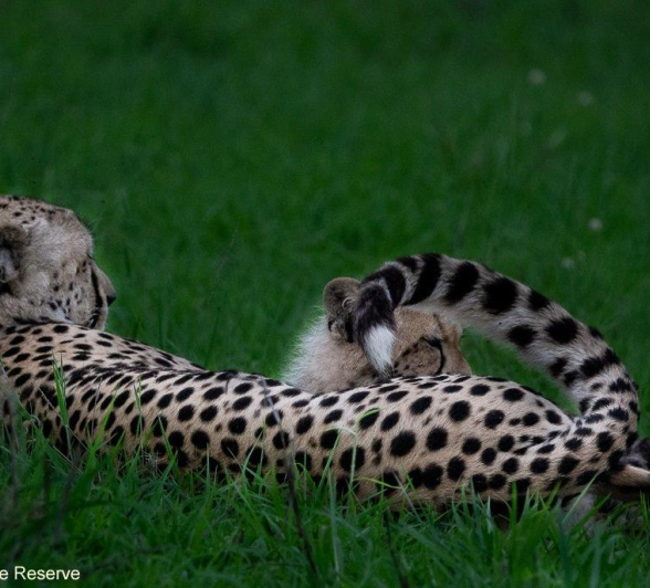 A33ronald Mutero Cheetah 08122021 2 Final A33ronald Mutero Cheetah 08122021 2 Final