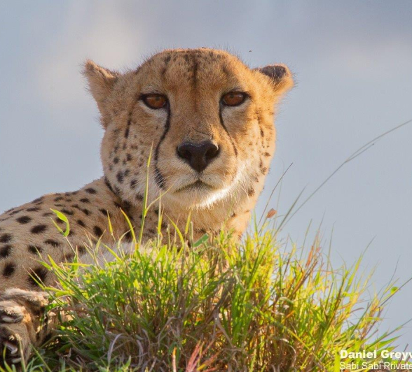 A10Daniel Greyvenstein Male Cheetah 060622 1 Final A10Daniel Greyvenstein Male Cheetah 060622 1 Final