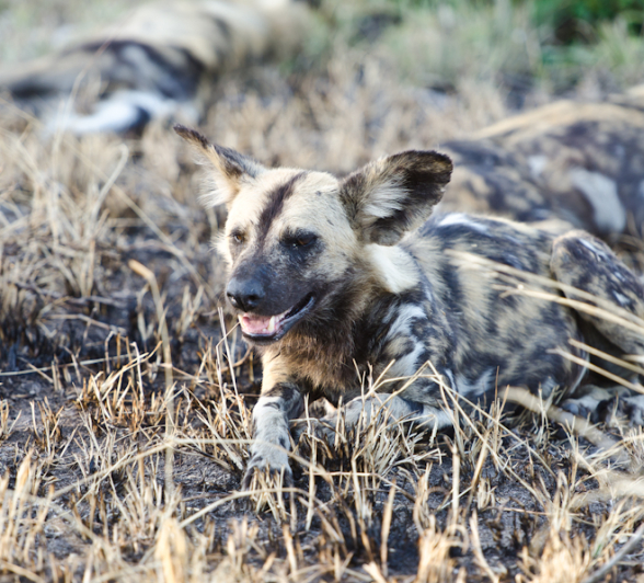 Wild Dogs Wild Dogs