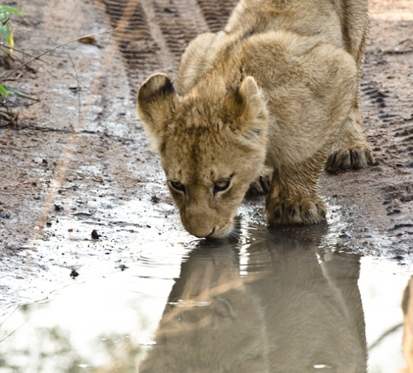 Sabi Sabi Photography 24 Sabi Sabi Photography 24