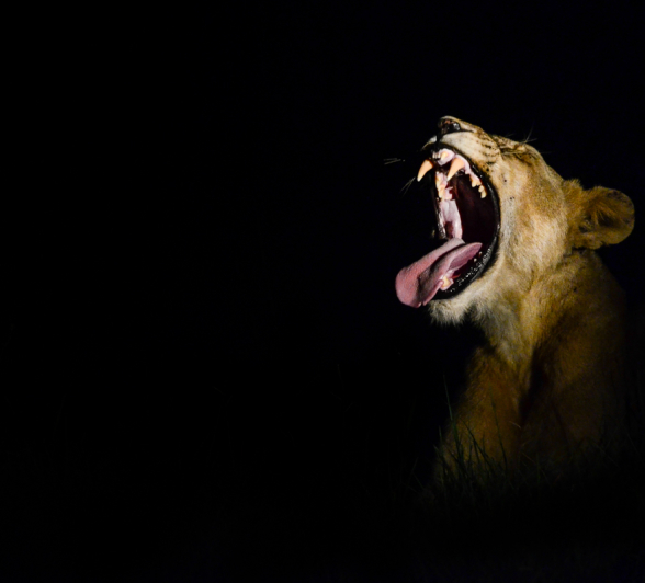 Lioness Yawn Night Lioness Yawn Night