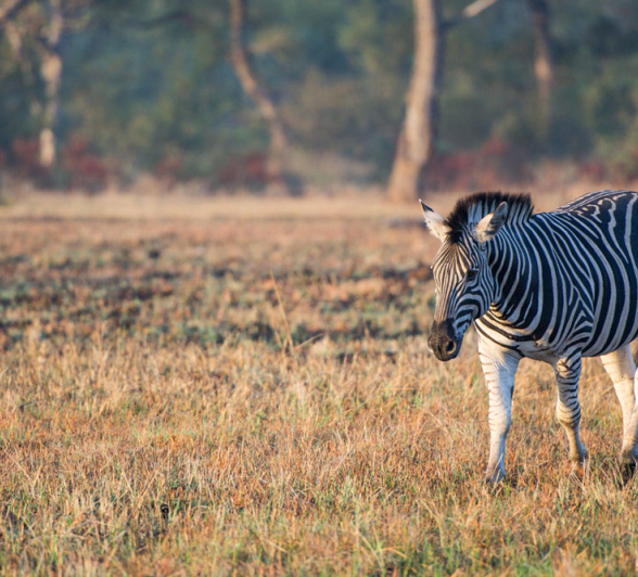 Zebra Walking Zebra Walking