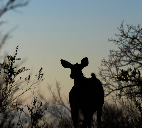 Kudu Silhouette Kudu Silhouette