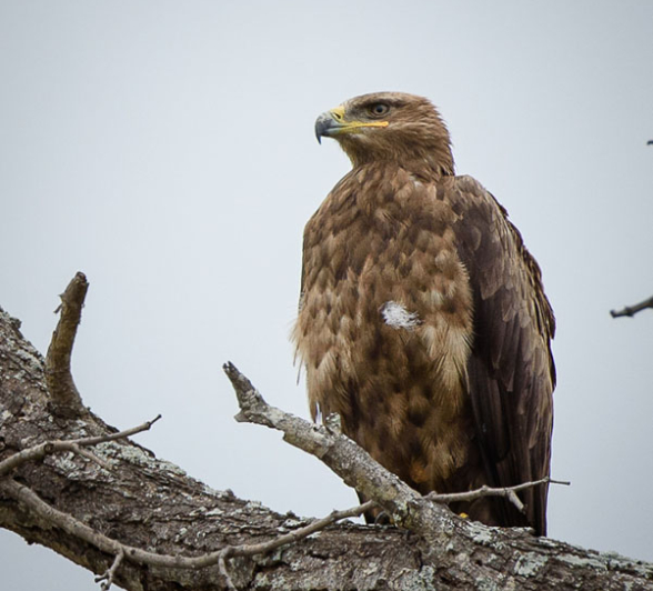 Mike Palmer Steppe Eagle Portrait