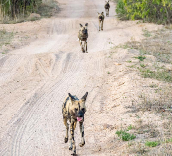 17Courtney Dalziel Wild Dog01 17Courtney Dalziel Wild Dog01