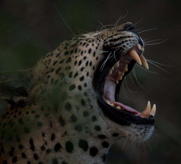 23Sheldon Hooper Max Resting 23Sheldon Hooper Max Resting