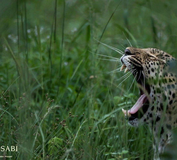 17Sheldon Hooper Kigelia 09 01 17 3 Final 17Sheldon Hooper Kigelia 09 01 17 3 Final