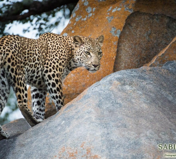 21Terry Ennever Kigelia 25317 Final 21Terry Ennever Kigelia 25317 Final