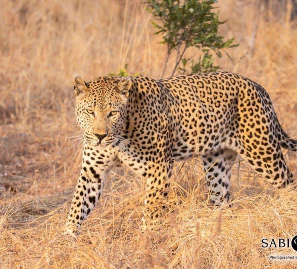 10Frederik Aucamp Maxebene Male Leopard 02 08 2019 2 Final 10Frederik Aucamp Maxebene Male Leopard 02 08 2019 2 Final