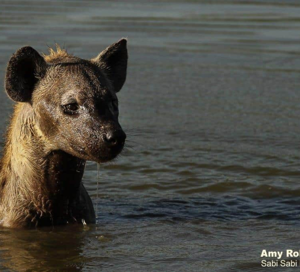 21Amy Roberts Hyena 030220 Final 21Amy Roberts Hyena 030220 Final
