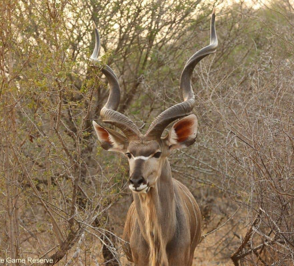 04Erin Herbst Kudu 070820 Final