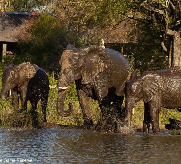 24Amy Leigh Elephant Herd 2 140920 Final 24Amy Leigh Elephant Herd 2 140920 Final