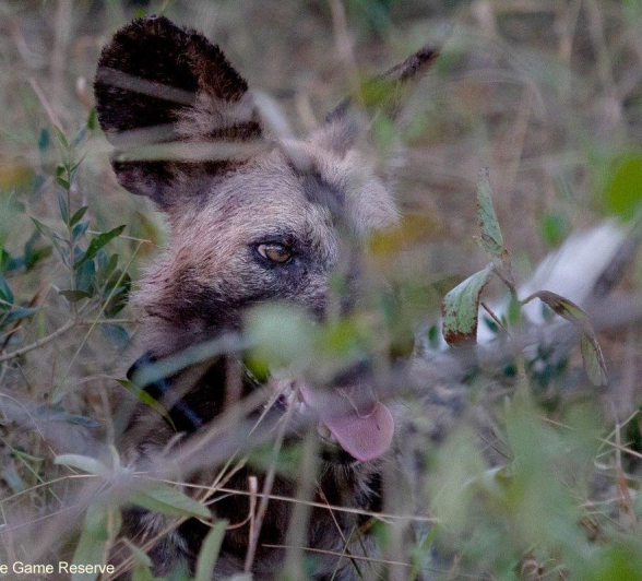 A02Amy Leigh African Wild Dog 1 190322 Edit Final A02Amy Leigh African Wild Dog 1 190322 Edit Final
