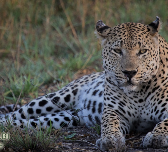 28Kevan Dobbie Max 2011.1 Final