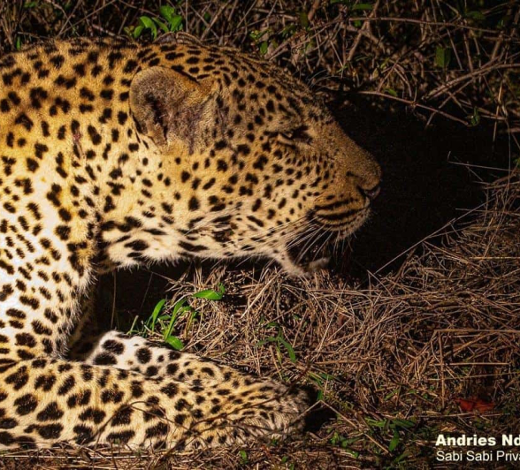 24andries.leopard.hanyile 061020 Final 24andries.leopard.hanyile 061020 Final