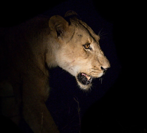 Mike Palmer SP Lioness 2