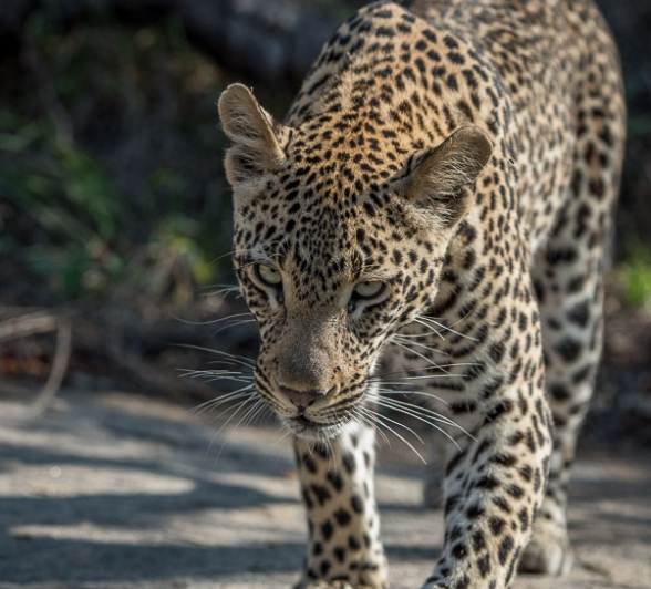 Mike Palmer Ndzilo 1 Mike Palmer Ndzilo 1