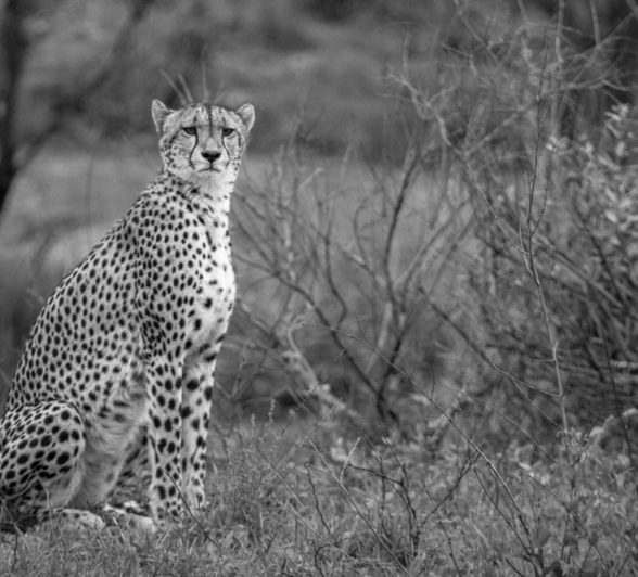Female Cheetah Charles Female Cheetah Charles
