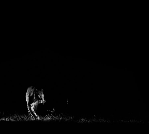 Mike Palmer Max Darkness