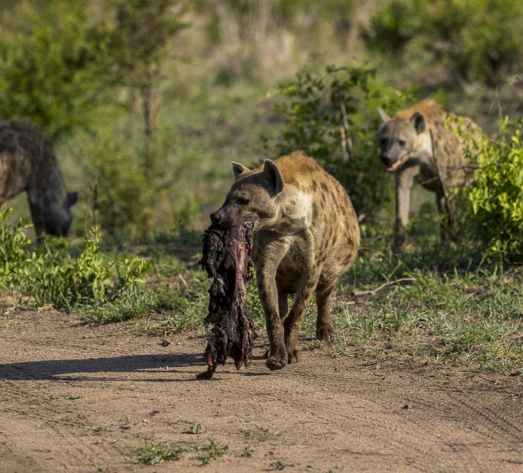 02Kyle Hyena Prize Winner 02Kyle Hyena Prize Winner