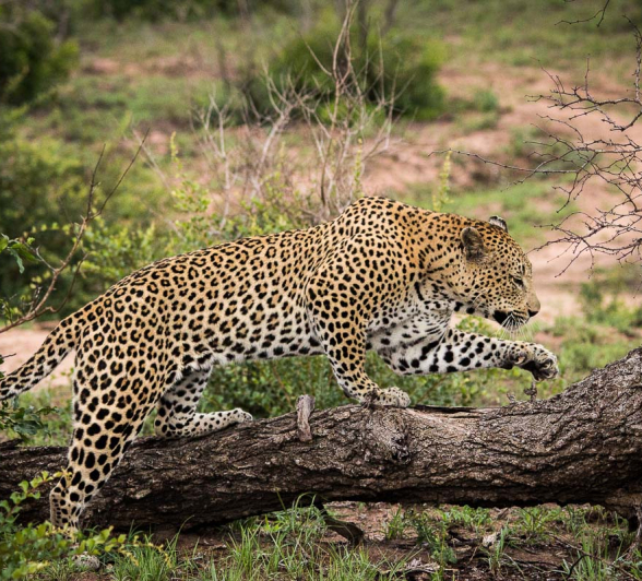 04Franscois Rosslee Max2 1