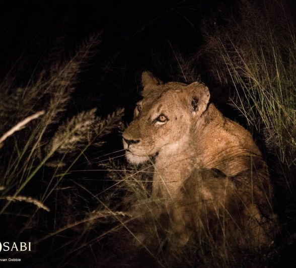 16Kevan Dobbie SP Female 02042017 2 Final