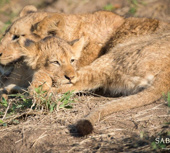 33Terry Ennever SP16517 3 Final