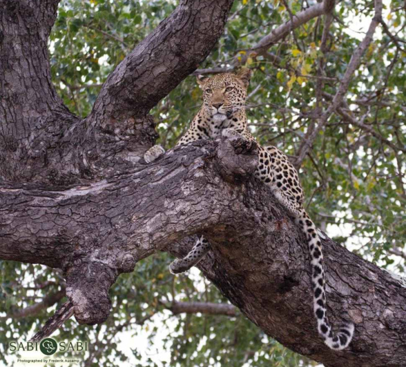 29Frederik Aucamp Leopard Kigelia Final 29Frederik Aucamp Leopard Kigelia Final