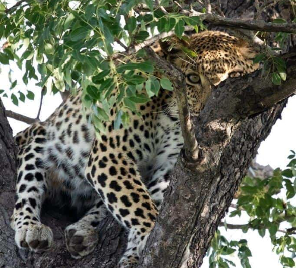 09Kevin Van Der Linde Kigilia 30012020 Final 09Kevin Van Der Linde Kigilia 30012020 Final