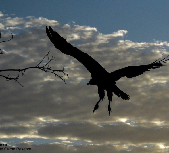 21Ronald Mutero White Backed Vulture 08022020 4 Final 21Ronald Mutero White Backed Vulture 08022020 4 Final
