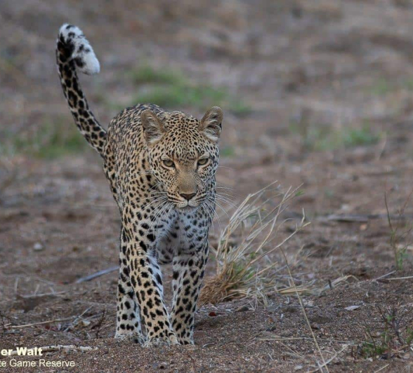 02Tyron Van Der Walt Kigelia And Cub 090920 2 Final 02Tyron Van Der Walt Kigelia And Cub 090920 2 Final