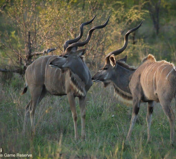 10Marco Vietti Kudu Bulls 1 251020 Final 10Marco Vietti Kudu Bulls 1 251020 Final