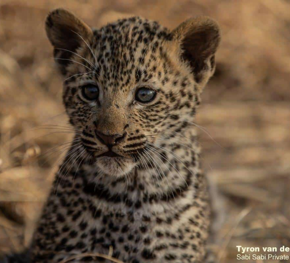 05Tyron Van Der Walt Kigelia And Cub 25072019 5 Final