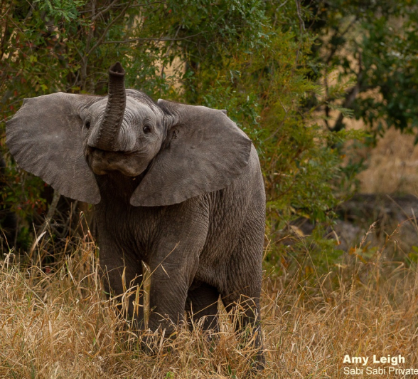 07Amy Leigh Elephant Calf 090720 Final 07Amy Leigh Elephant Calf 090720 Final