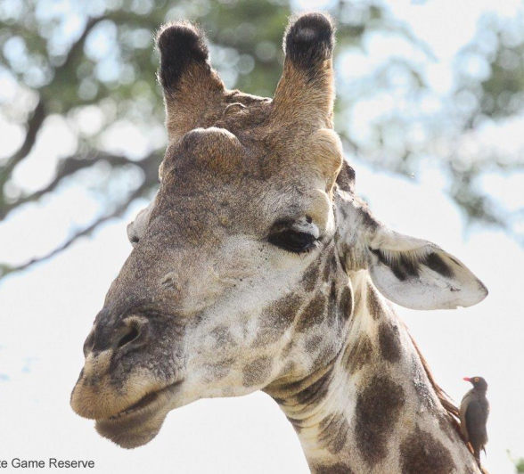 A03Erin Herbst Giraffe 010222 Final