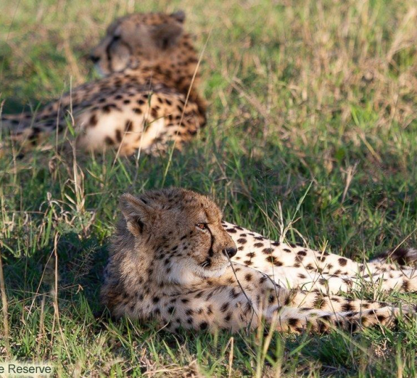 A21Amy Leigh Cheetah Cub 020522 Final A21Amy Leigh Cheetah Cub 020522 Final