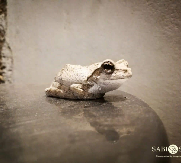 13Kerry Lee Roberg FoamNest.2 Final